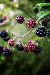 Close-up of berries growing on tree