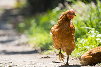 Close-up of rooster on field