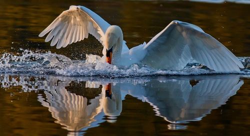 Close-up of birds in lake