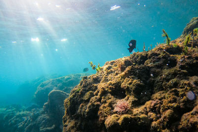 sea