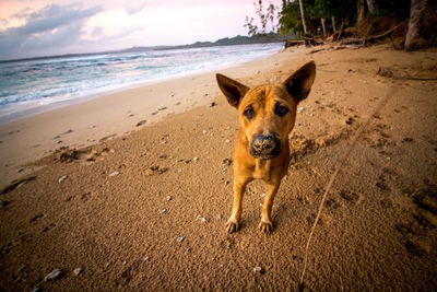 Cute dog on beach