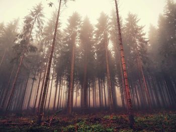 Trees in forest against sky