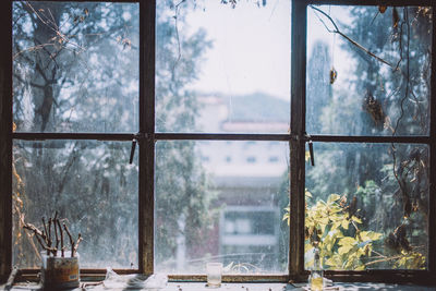 Trees seen through glass window