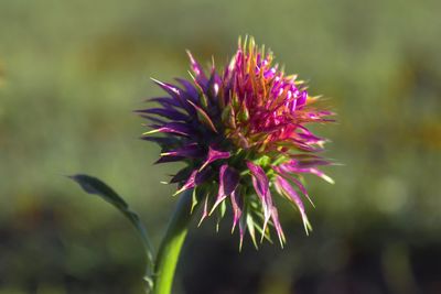 Close-up of thistle blooming outdoors