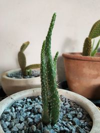 Close-up of succulent plant in pot