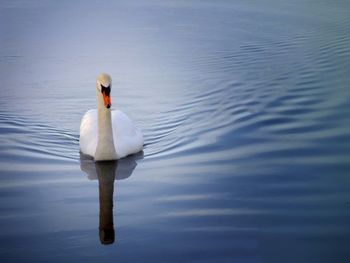 Swan swimming in lake