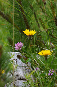 Close-up of yellow flowering plant on field