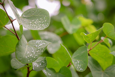 Close-up of wet plant leaves during rainy season