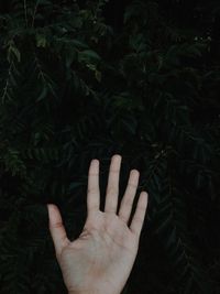 Close-up of hand on plant