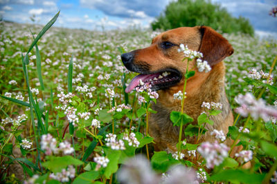 Close-up of a dog on flower