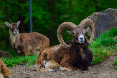 Portrait of bighorn sheep relaxing in forest