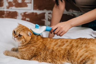 Midsection of woman holding cat