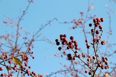 Low angle view of cherries on tree against sky