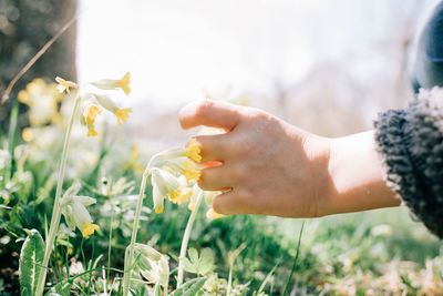 Childs hand picking a yellow flower on a sunny day