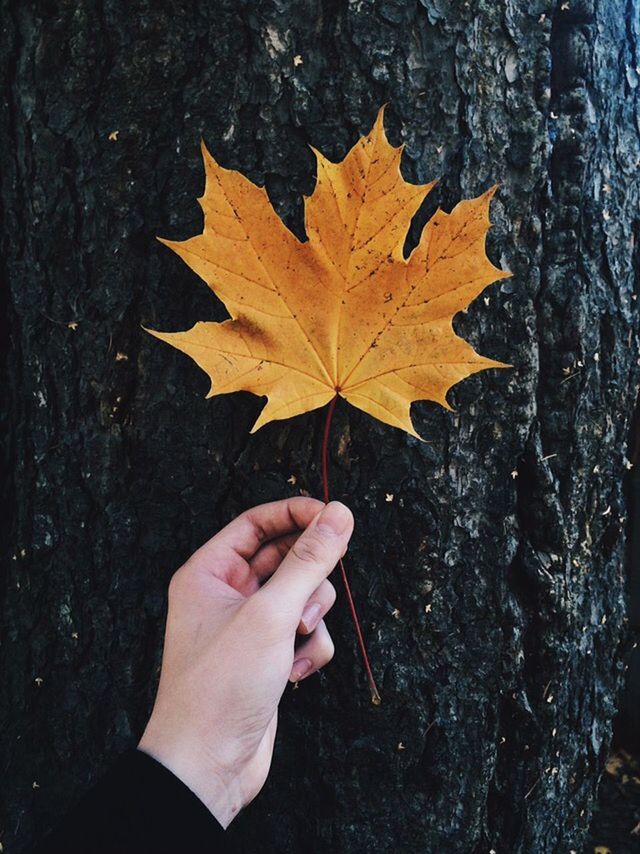 human hand, autumn, plant part, leaf, real people, hand, one person, human body part, holding, change, personal perspective, lifestyles, nature, maple leaf, plant, day, leisure activity, unrecognizable person, finger, tree, body part, outdoors, leaves, human limb, natural condition