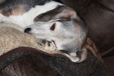 Close-up of dog sleeping