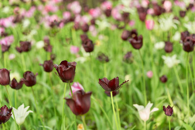 Close-up of flowers on leaves