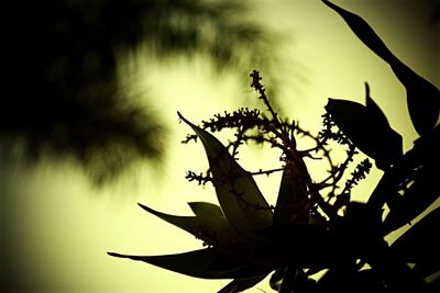 Close-up of silhouette tree against sky