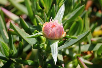 Close-up of pink flower