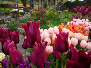 Close-up of tulips blooming outdoors