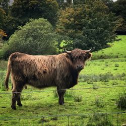 Cow standing on field against trees