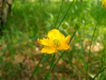 Close-up of yellow flower blooming in field