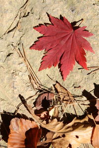 Close-up of dry maple leaves