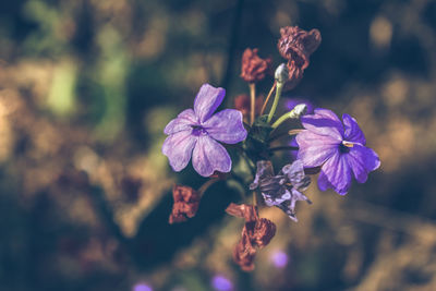 Close-up of purple flowering plant