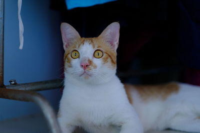 Close-up portrait of white cat