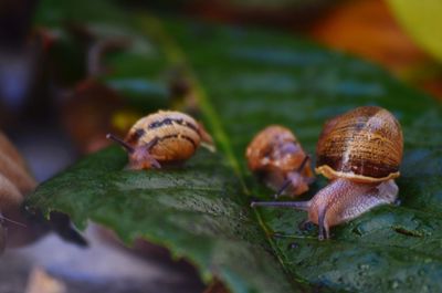 Close-up of snail on leaf