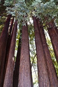 Low angle view of trees in forest