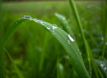 Close-up of water drops on leaf