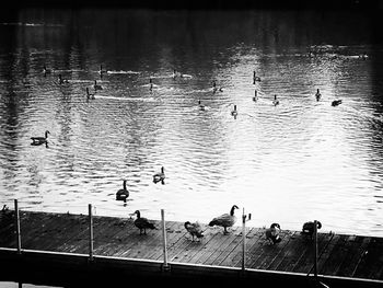 High angle view of birds swimming in lake