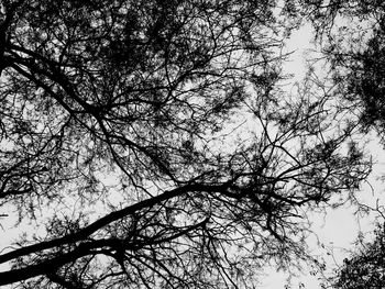Low angle view of trees against sky