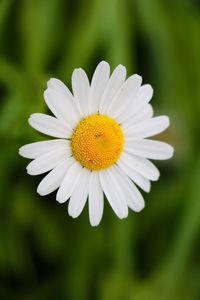 Close-up of white daisy blooming outdoors
