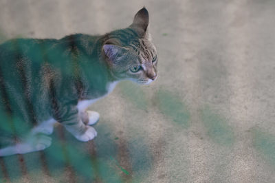 Tabby cat looking away outdoors