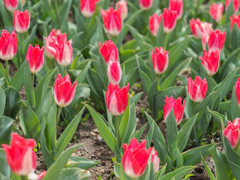 Close-up of red flowers blooming outdoors