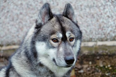 Close-up portrait of dog in grass