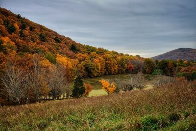 Trees on field against sky during autumn