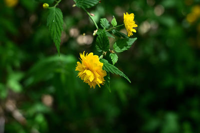 flowering plant