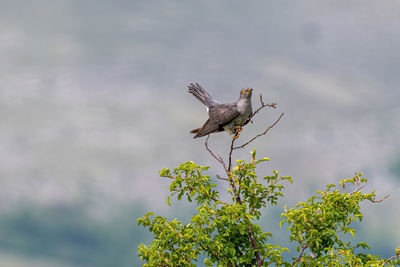 Low angle view of bird perching on plant against sky