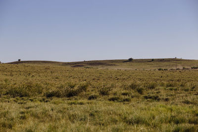 Scenic view of grassy field against clear sky