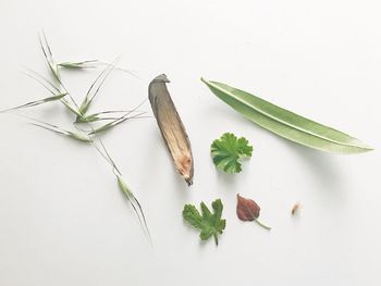 High angle view of leaves against white background