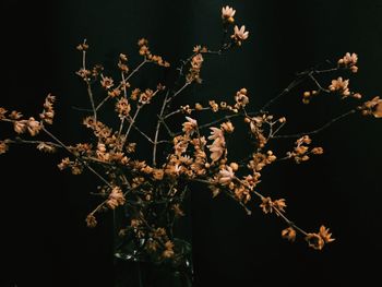 Close-up of cherry blossom tree at night