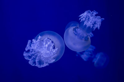 Close-up of jellyfish against blue background