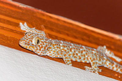 Close-up of lizard on wood