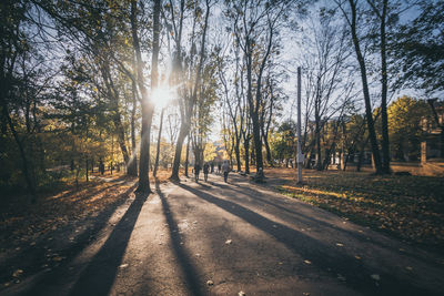 Sun shining through trees in forest