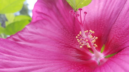 Close-up of pink hibiscus blooming outdoors