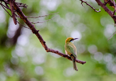 Bird perching on a branch