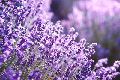 Lavender flower field at sunset rays